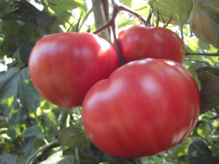 tomato