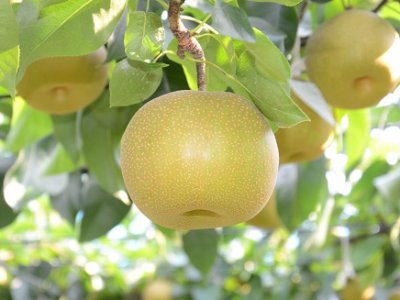 県内最速！ 梨「幸水」初出荷