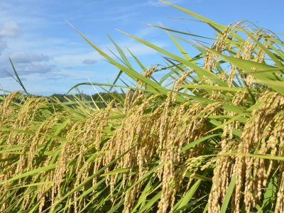 千葉県を代表する米「いすみ米」収穫中！