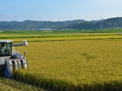 今年も上々の仕上がり！　千葉県を代表する米「いすみ米」収穫中！